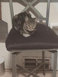 Lost Female Cat last seen West Lincoln avenue 98902 Yakima, Yakima, WA 98902