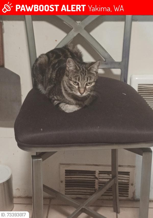 Lost Female Cat last seen West Lincoln avenue 98902 Yakima, Yakima, WA 98902