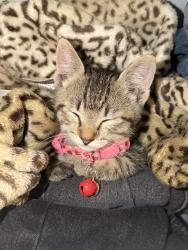 Reunited Male Cat last seen Concourse Ave, Montebello, CA 90640