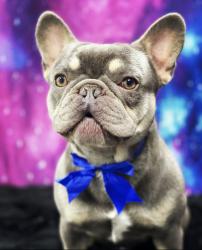 Lost Male Dog last seen Snake river dr, Victorville, CA 92392