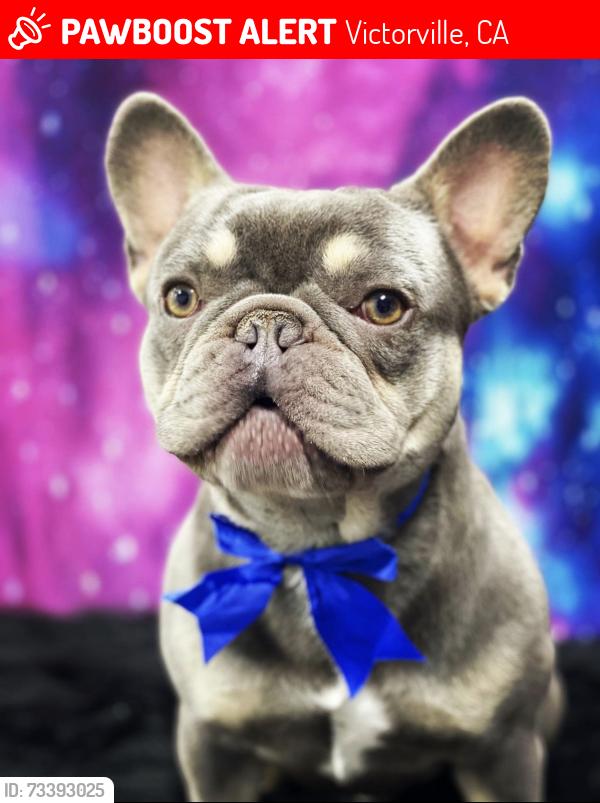 Lost Male Dog last seen Snake river dr, Victorville, CA 92392