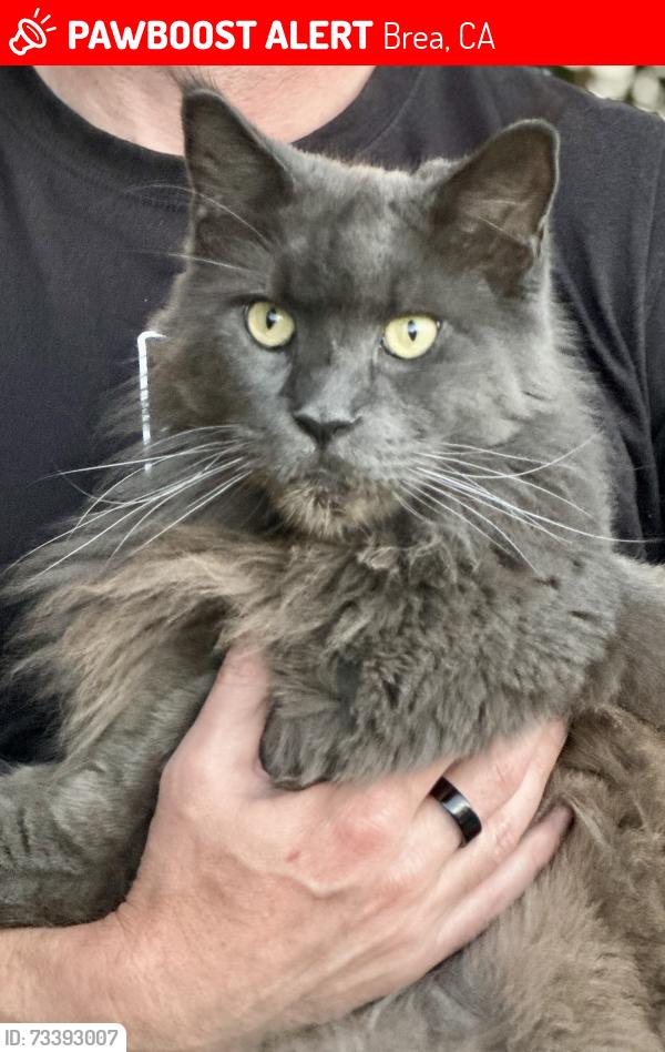 Lost Male Cat last seen sand canyon and stone canyon in Brea, Brea, CA 92821