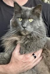 Lost Male Cat last seen sand canyon and stone canyon in Brea, Brea, CA 92821