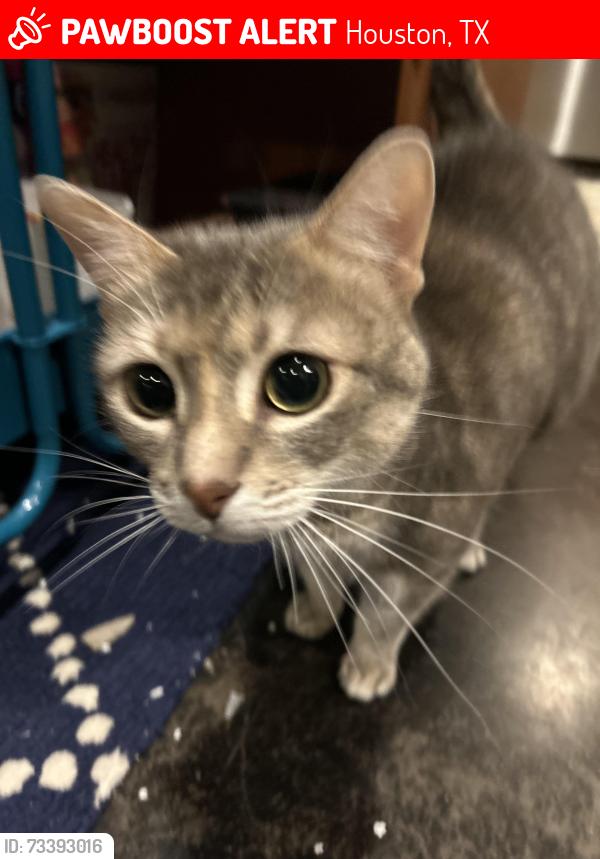 Lost Female Cat last seen Near west gray st., Houston, TX 77019