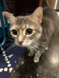 Lost Female Cat last seen Near west gray st., Houston, TX 77019