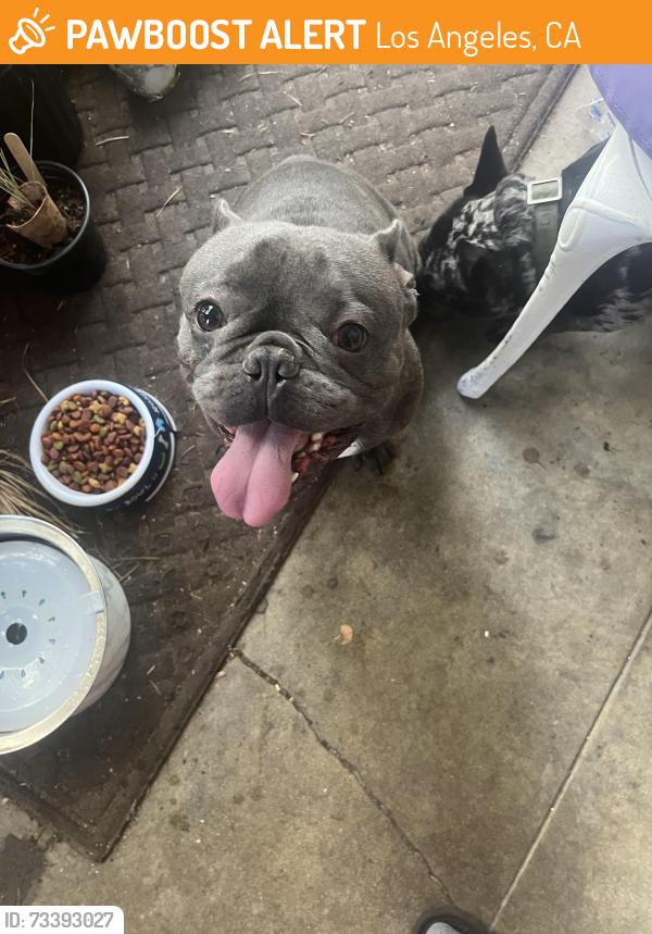 Found/Stray Male Dog last seen 80th street and Halldale, Los Angeles, CA 90047