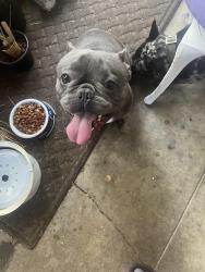 Found/Stray Male Dog last seen 80th street and Halldale, Los Angeles, CA 90047