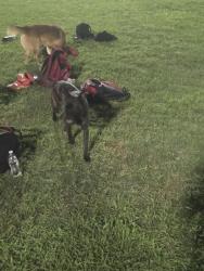 Reunited Male Dog last seen Ferguson elementary, Hawaiian Gardens, CA 90716