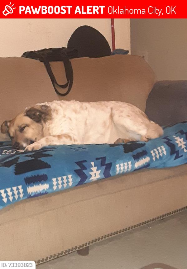 Lost Male Dog last seen Goodwill, Oklahoma City, OK 73102