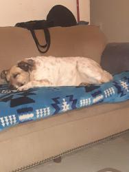 Lost Male Dog last seen Goodwill, Oklahoma City, OK 73102
