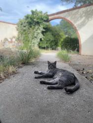 Lost Male Cat last seen Eldorado highschool, Albuquerque, NM 87111