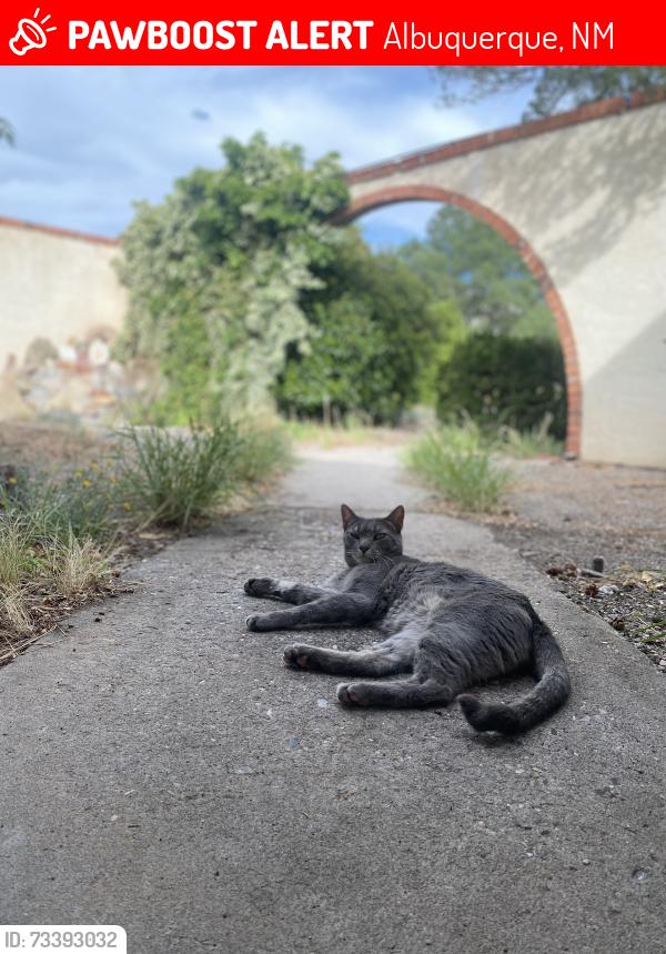 Lost Male Cat last seen Eldorado highschool, Albuquerque, NM 87111