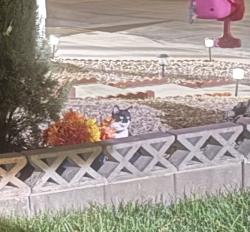 Found/Stray Unknown Cat last seen Acorn ct/Meridian, Spring Valley, NV 89147