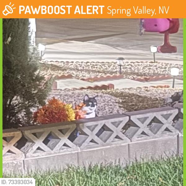 Found/Stray Unknown Cat last seen Acorn ct/Meridian, Spring Valley, NV 89147