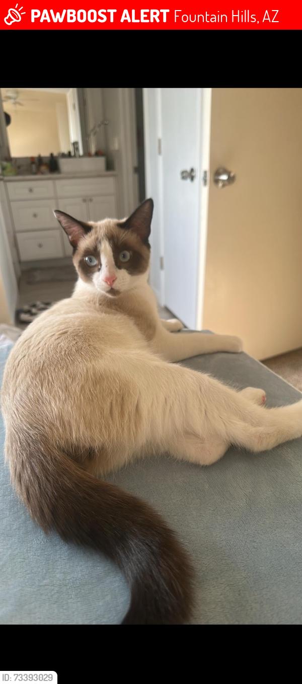 Lost Male Cat last seen Near E Westby Dr Fountain Hills, AZ 85268 United States, Fountain Hills, AZ 85268
