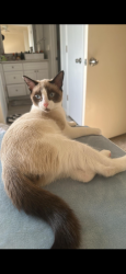 Lost Male Cat last seen Near E Westby Dr Fountain Hills, AZ 85268 United States, Fountain Hills, AZ 85268