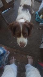 Reunited Female Dog last seen Skylark and Grand Ave, Lake Elsinore, CA 92530