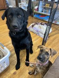 Lost Male Dog last seen Cobalt and bradley, Los Angeles, CA 91342