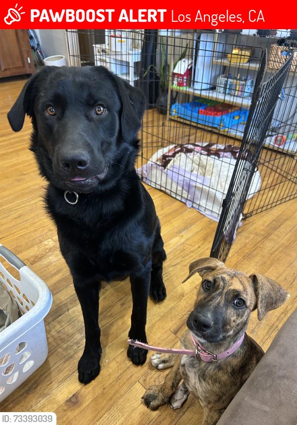 Lost Male Dog last seen Cobalt and bradley, Los Angeles, CA 91342