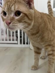 Found/Stray Male Cat last seen Chatham Square Park, New Haven, CT 06513