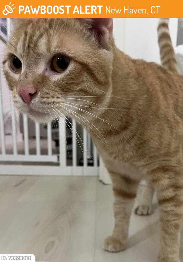 Found/Stray Male Cat last seen Chatham Square Park, New Haven, CT 06513