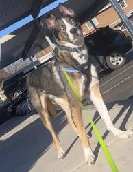 Reunited Male Dog last seen Wallace rd and Hope ave, Salem, OR 97304