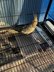 Found/Stray Unknown Bird last seen Sierra and Oak Grove Roads, Concord, CA 94518