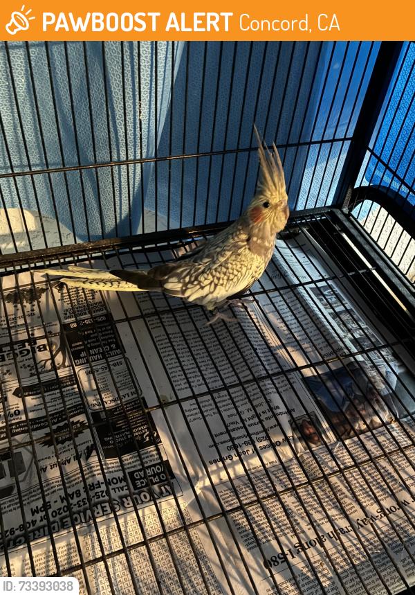 Found/Stray Unknown Bird last seen Sierra and Oak Grove Roads, Concord, CA 94518