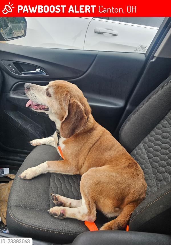 Lost Male Dog last seen Home, Canton, OH 44708