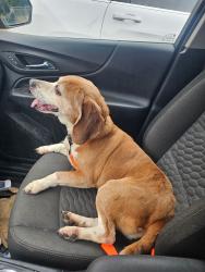 Lost Male Dog last seen Home, Canton, OH 44708