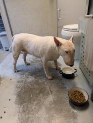 Found/Stray Female Dog last seen East Loop Camarillo ca, Camarillo, CA 93010