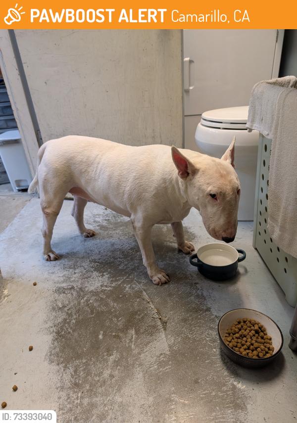 Found/Stray Female Dog last seen East Loop Camarillo ca, Camarillo, CA 93010