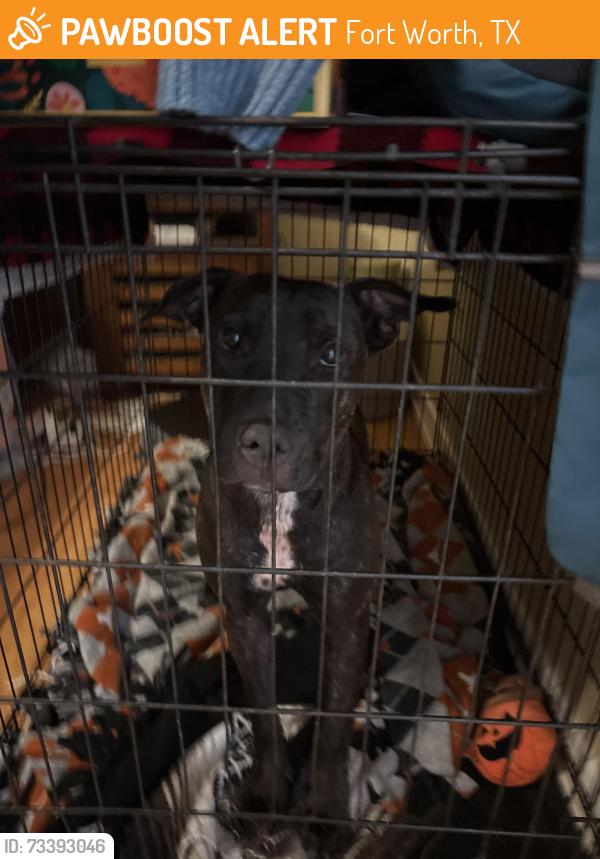 Found/Stray Female Dog last seen Beach and I30, Fort Worth, TX 76117