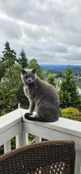 Lost Male Cat last seen Happy Valley, Happy Valley, OR 97086
