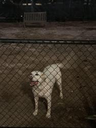 Found/Stray Unknown Dog last seen Memorial/Post Oak, Houston, TX 77024