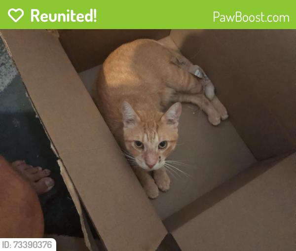 Reunited Male Cat last seen Dalva and rich st., Port St. Lucie, FL 34984