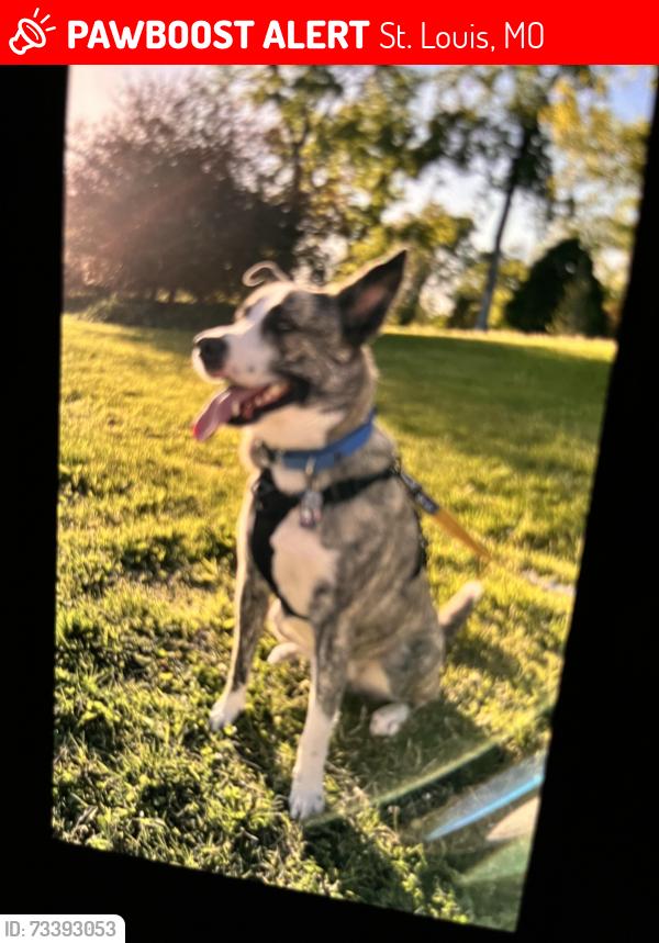 Lost Male Dog last seen Forest Park, St. Louis, MO 63112