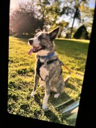 Lost Male Dog last seen Forest Park, St. Louis, MO 63112