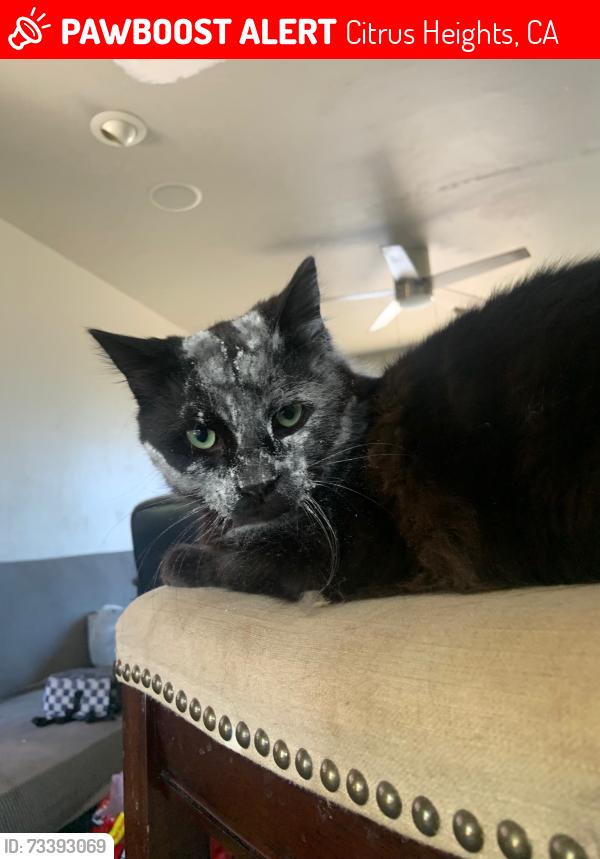 Lost Male Cat last seen Old Auburn, Citrus Heights, CA 95610
