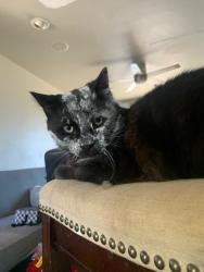 Lost Male Cat last seen Old Auburn, Citrus Heights, CA 95610