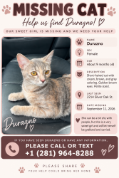 Lost Female Cat last seen Near silver oaks st, New Caney, TX 77357