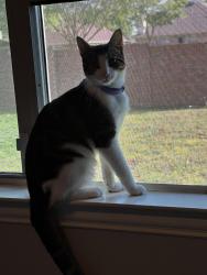 Lost Male Cat last seen Camp wisdom, Grand Prairie, TX 75052