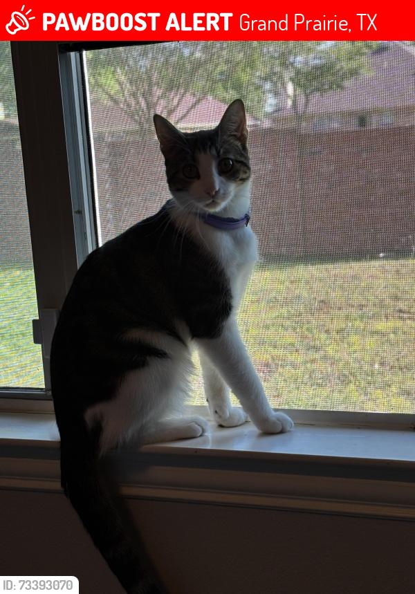 Lost Male Cat last seen Camp wisdom, Grand Prairie, TX 75052