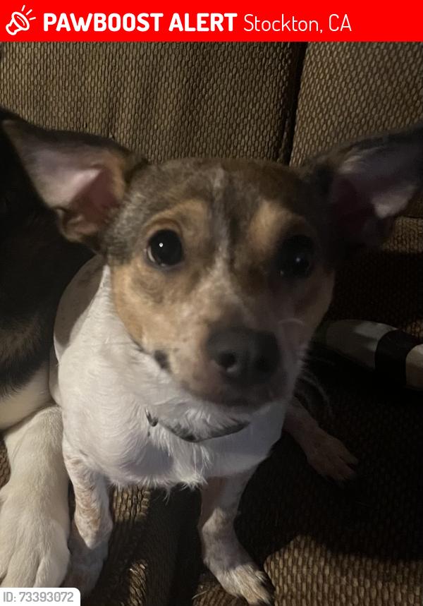 Lost Male Dog last seen 8th street plaza, Stockton, CA 95206