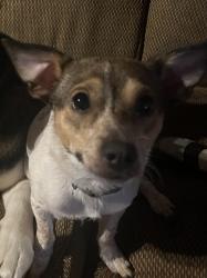 Lost Male Dog last seen 8th street plaza, Stockton, CA 95206
