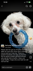 Lost Female Dog last seen Loves truck stop at Mossy Head, DeFuniak Springs, FL 32435