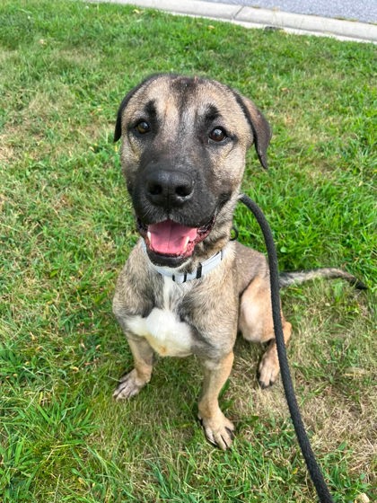 Shelter Stray Male Dog last seen Near Braddish Ave., 21216, MD, 2490 Giles Rd, Baltimore, MD 21225, USA
