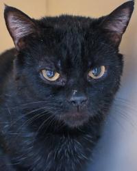 Shelter Stray Male Cat last seen Near Tilson Rd, Decatur, GA, 30032, 30032, GA, 3280 Chamblee Dunwoody Rd, Chamblee, GA 30341, USA