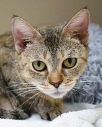Shelter Stray Female Cat last seen Near N Dekalb Dr, 30340, GA, 3280 Chamblee Dunwoody Rd, Chamblee, GA 30341, USA