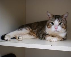Shelter Stray Male Cat last seen , , GA, 3280 Chamblee Dunwoody Rd, Chamblee, GA 30341, USA